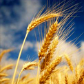 Оценка стратегических перспектив производства зерна в России