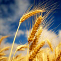 Assessment of strategic prospects of grain production in Russia